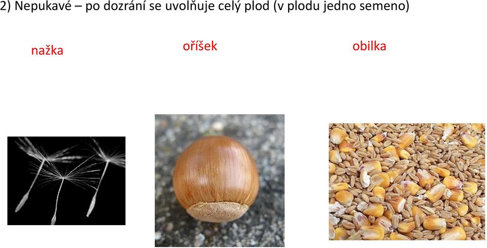 celý plod (v plodu