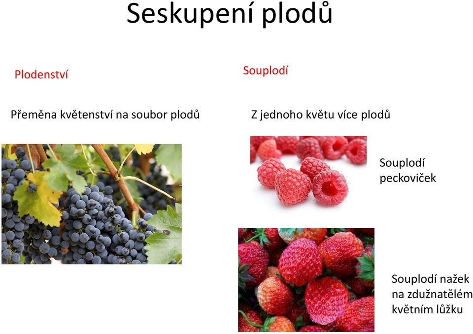 jednoho květu více plodů Souplodí