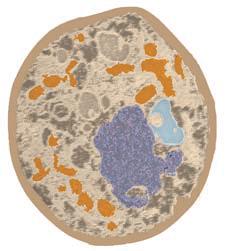 LUCA teorie pozemský spontánní vznik života Last Universal Common Ancestor společné znaky buněk - obklopené biologickou membránou ohraničuje, reguluje výměnu látek s prostředím - obsahují DNA jako