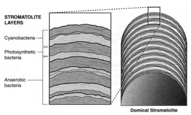 Schopf - Cradle of Life_ The Discovery of Earth_s Earliest Fossils (1999) Vznik Země a života na ní pozemský spontánní vznik života nejstarší