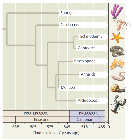 pozemský spontánní vznik života fosílie prvních mnohobuněčných organismů