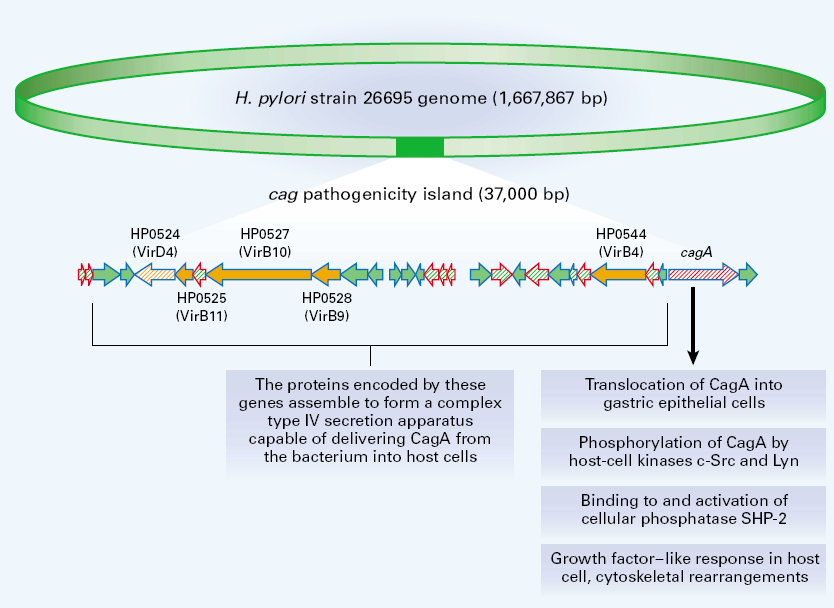 The cag Pathogenicity Island Encodes proteins which form secretion apparatus capable of delivering CagA from bacterium into the host