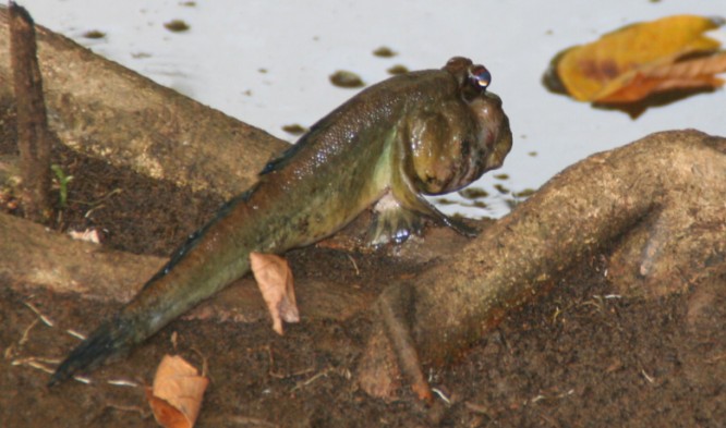 LEZOUNOVITÍ Anabantidae Drobné ryby s labyrintem Lezoun indický Anabas scandens - 20 cm, pohyb po souši ostny párových ploutví.
