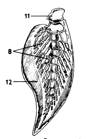 NOZDRATÉ (SVALOPLOUTVÉ) RYBY Choanicthyes, Sarcopterygii - dříve RYBY Osteichthyes torpédovité tělo, modifikace párové ploutve jako archipterygium (uniseriální a biseriální s osovou kostrou) kožní