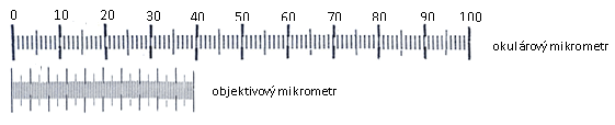 Tento počet dílků se vynásobí mikrometrickým koeficientem pro daný objektiv (každý objektiv má svůj koeficient) a výsledek se vyjádří v μm.