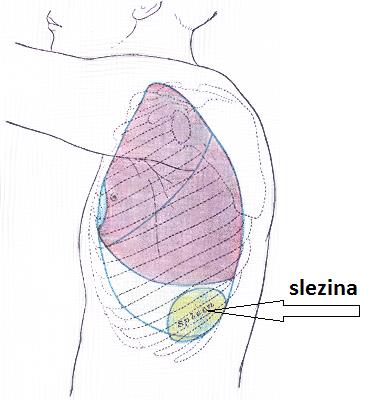 slezina zanikají zde červené krvinky,