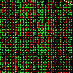 Retrotransposon-based insertion polymorphism (RBIP) L0100081 b b a a b b a a b ab a b L0100082 b b a a b a -9 a b ab ab b L0100083 b b b a -9 b -9-9 a a a ab L0100084 a b b a b a -9 b a a a ab