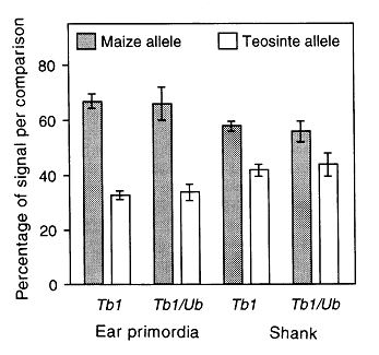 TEOSINTE BRACHED 1