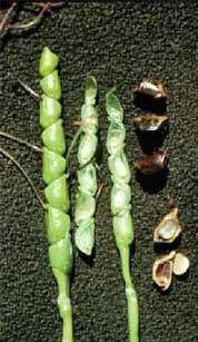 TEOSINTE GLUME