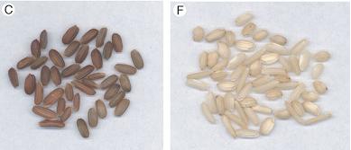 Domestikací modifikované znaky rýže Zrno: velikost, tvar, barva, vůně, obsah