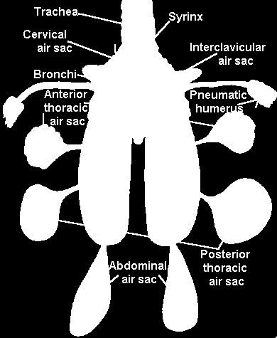 semenožravých a listožravých druhů, symbiotické bakterie).