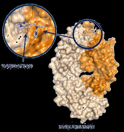 Idarucizumab Fragment humanizované Fab Afinita ~ 350x vyšší než afinita dabigatranu k trombinu Dabigatran Bez vnitřního prokoagulačního nebo