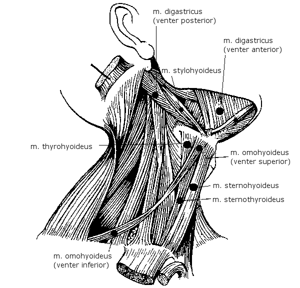 2 ANATOMIE SVALŮ DÝCHACÍCH A SVALŮ HLAVY A KRKU 33 B Musculus sternothyroideus začátek: M. sternothyroideus začíná na zadní ploše manubrium sterni (rukojet hrudní kosti), a 1. žebra. úpon: M.
