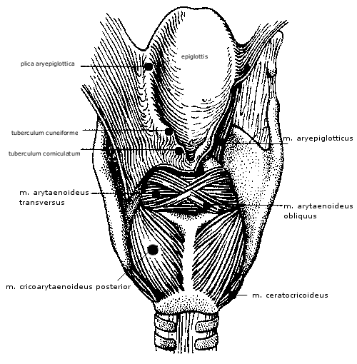 2 ANATOMIE SVALŮ DÝCHACÍCH A SVALŮ HLAVY A KRKU 83 2.5 