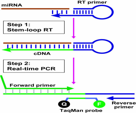 Obrázek 9: Reverzní transkripce a polymerázová řetězová reakce v reálném čase (Applied Biosystems) [98].