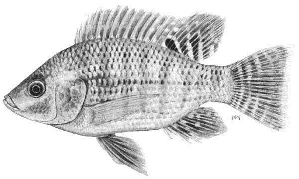 Oreochromis niloticus 1 hřbení