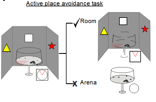 Aktivní alotetické vyhýbání se místu (active allothetic place avoidance) Potkan má za úkol se vyhýbat na rotující aréně stabilnímu sektoru definovanému v souřadnicích místnosti. (Stuchlík et al.