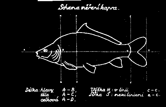 Který kapr vyhovuje těmto požadavkům? ŽÁDNÝ!!! Proto je důležitá seriózní plemenářská práce. Vytváření čistokrevných linií + využívání tzv. heterozního efektu.