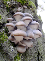 UTB ve Zlíně, Fakulta technologická 48 Obr. 19 Hlíva ústřičná (Pleurotus ostreatus) 4.1.2 Pěstování hlívy ústřičné (Pleurotus ostreatus) V posledních letech se výrazně zvýšila světová produkce pěstovaných hub a rozšířil se i jejich sortiment.