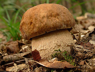 UTB ve Zlíně, Fakulta technologická 52 vysoká (Macrolepiota procera). [9] Prsten a dužnina po poranění žlutooranžoví a potom červenohnědne.