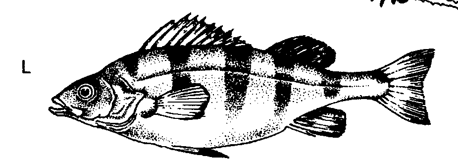 OKOUNOVITÍ Percidae Sladkovodní i mořské druhy s drsným tělem (ktenoidní šupiny), okraj skřelí - trn. Severní polokoule. 90 druhů.