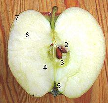 Endokarp tvoří zpravidla pětipouzdrou korunu semeníku (jádřinec), v jejíţ kaţdé části je jedno, dvě, někdy i více semen.