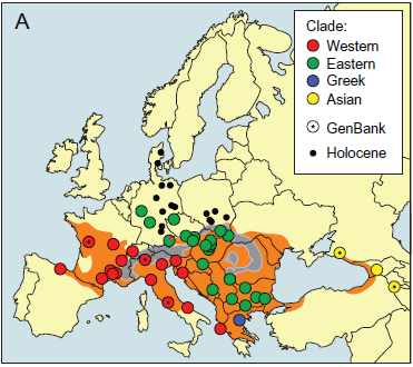 5. ROZŠÍŘENÍ Užovka stromová se v České republice vyskytuje v rozmezí 300-720 m n. m., na Slovensku málokdy nadmořská výška přesahuje 900 m n. m., v Rakousku je výškové rozpětí mezi 140-1400 m n. m. Na jihu užovky stromové vystoupají až do výšek 1 800-2 000 m (Baruš, Oliva a kol.