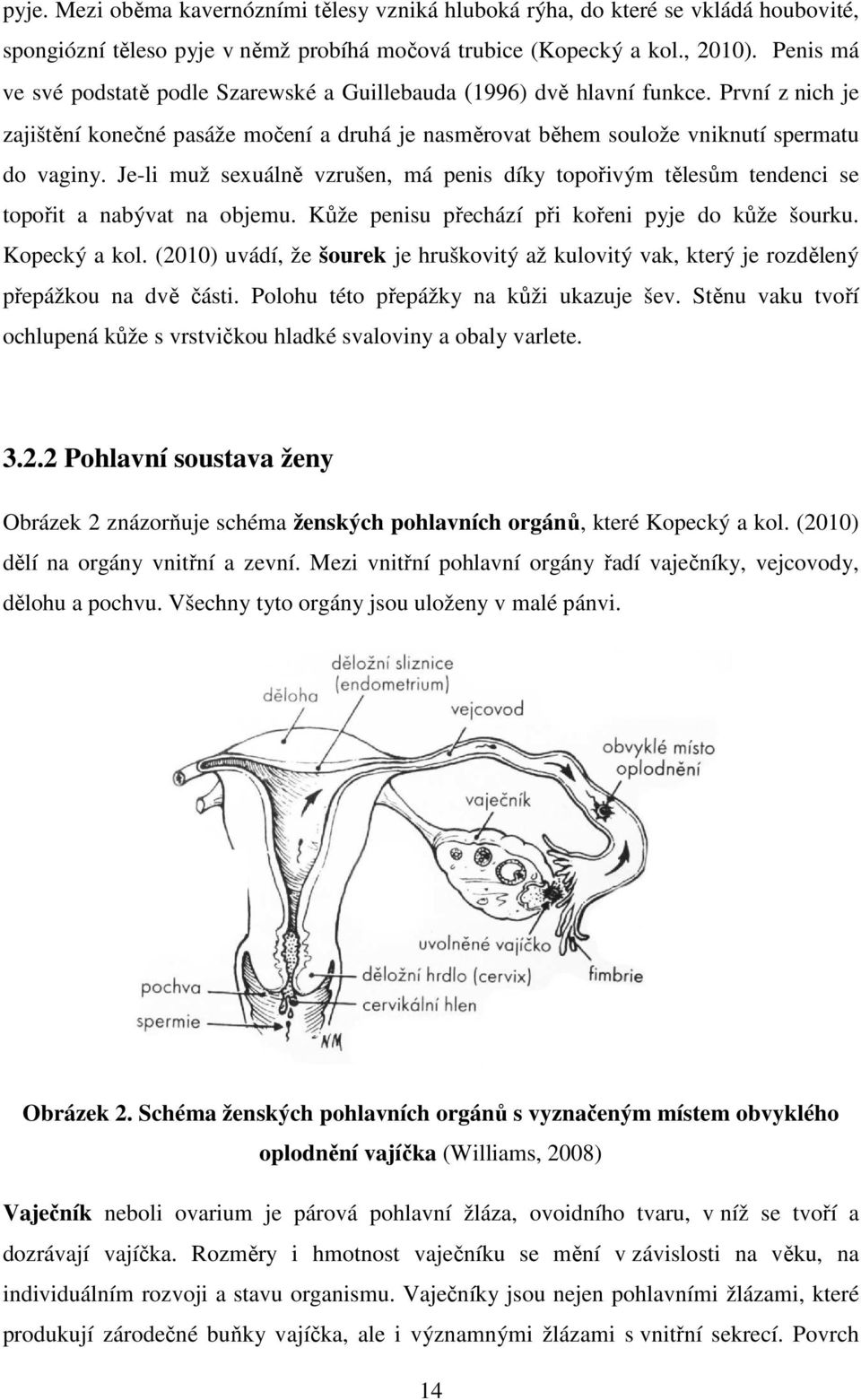 Je-li muž sexuálně vzrušen, má penis díky topořivým tělesům tendenci se topořit a nabývat na objemu. Kůže penisu přechází při kořeni pyje do kůže šourku. Kopecký a kol.