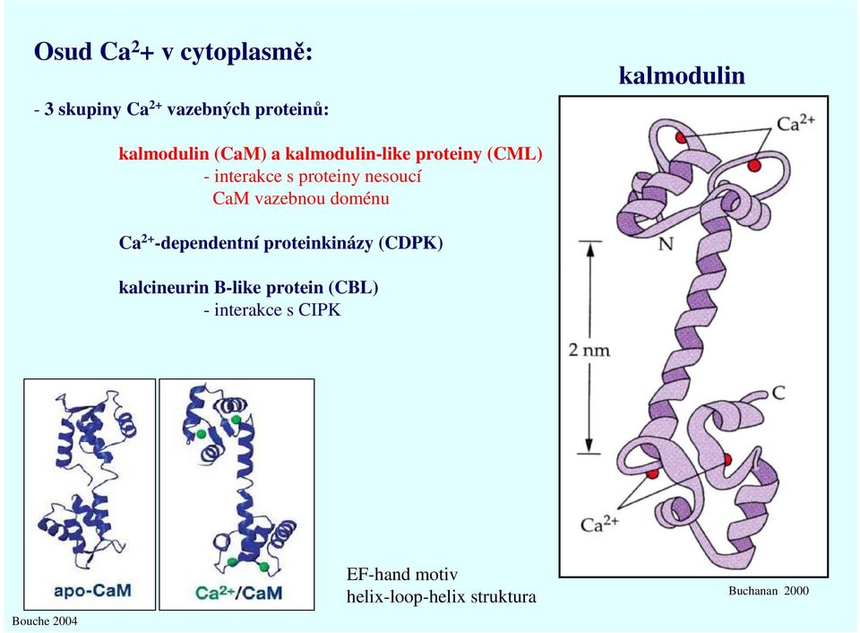 CaM vazebnou doménu Ca 2+ -dependentní proteinkinázy (CDPK) kalcineurin B-like