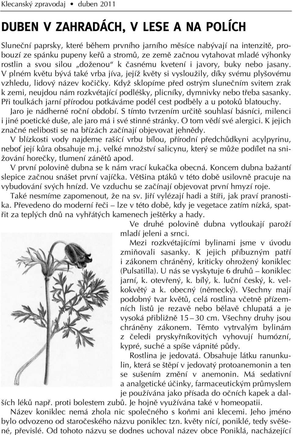 V plném kvûtu b vá také vrba jíva, jejíï kvûty si vyslouïily, díky svému ply ovému vzhledu, lidov název koãiãky.