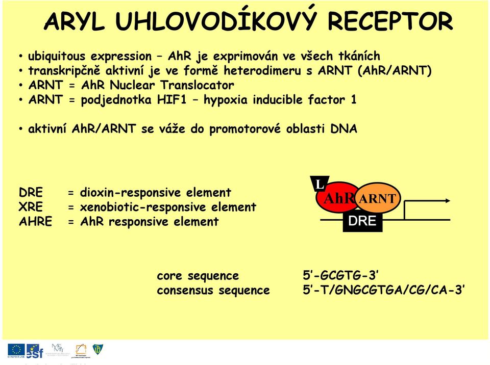 factor 1 aktivní AhR/ARNT se váže do promotorové oblasti DNA DRE XRE AHRE = dioxin-responsive element =