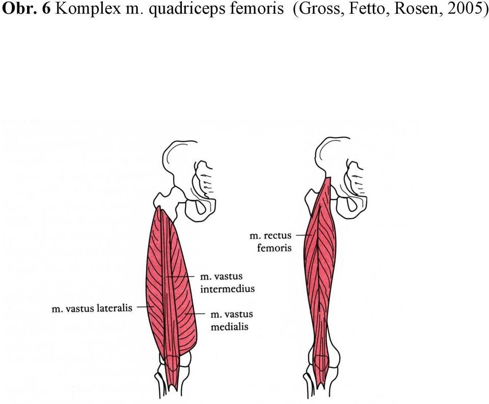 femoris (Gross,