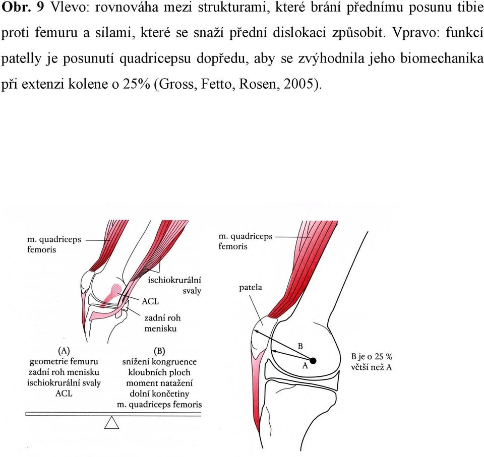 Vpravo: funkcí patelly je posunutí quadricepsu dopředu, aby se