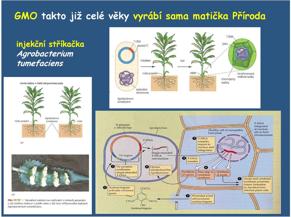 Příroda injekční