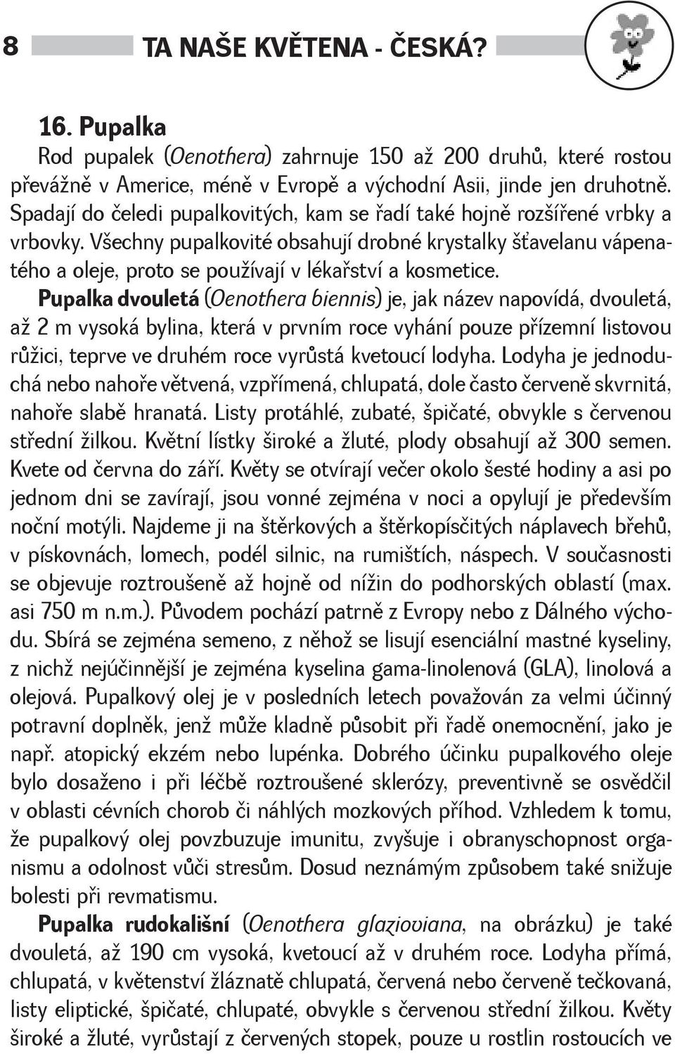 Pupalka dvouletá (Oenothera biennis) je, jak název napovídá, dvouletá, a 2 m vysoká bylina, která v prvním roce vyhání pouze pøízemní listovou rùici, teprve ve druhém roce vyrùstá kvetoucí lodyha.