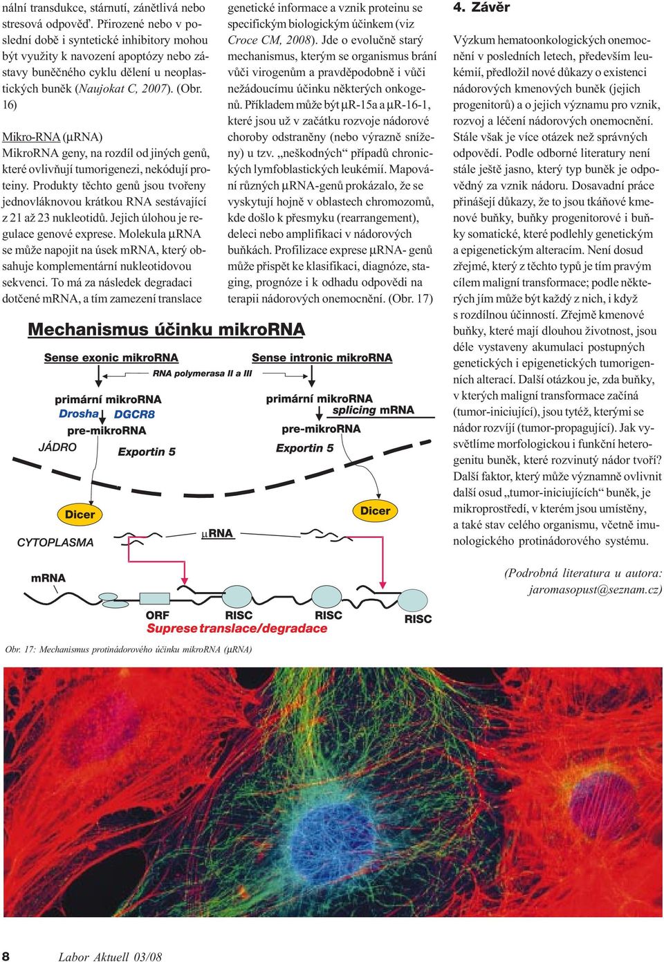 16) Mikro-RNA (µrna) MikroRNA geny, na rozdíl od jiných genù, které ovlivòují tumorigenezi, nekódují proteiny.