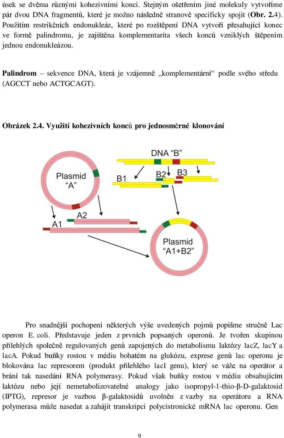 Palindrom sekvence DNA, která je vzájemně komplementární podle svého středu (AGCCT nebo ACTGCAGT). Obrázek 2.4.