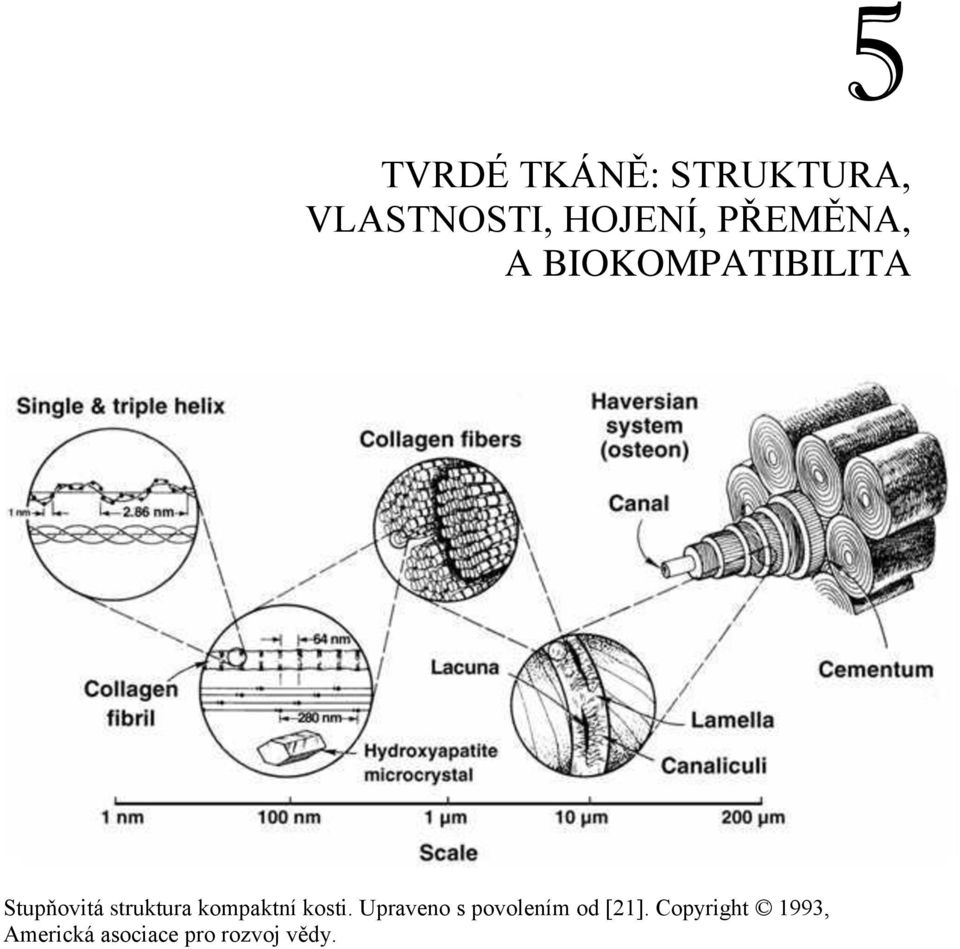 struktura kompaktní kosti.