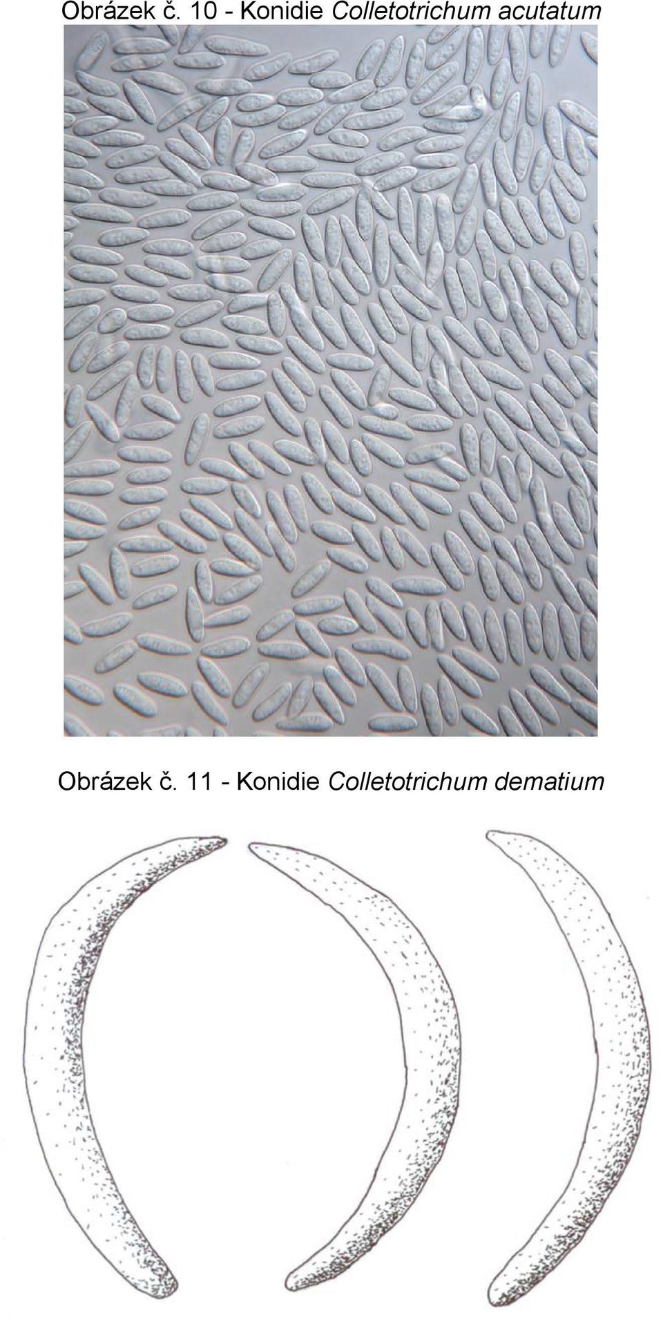 Colletotrichum acutatum