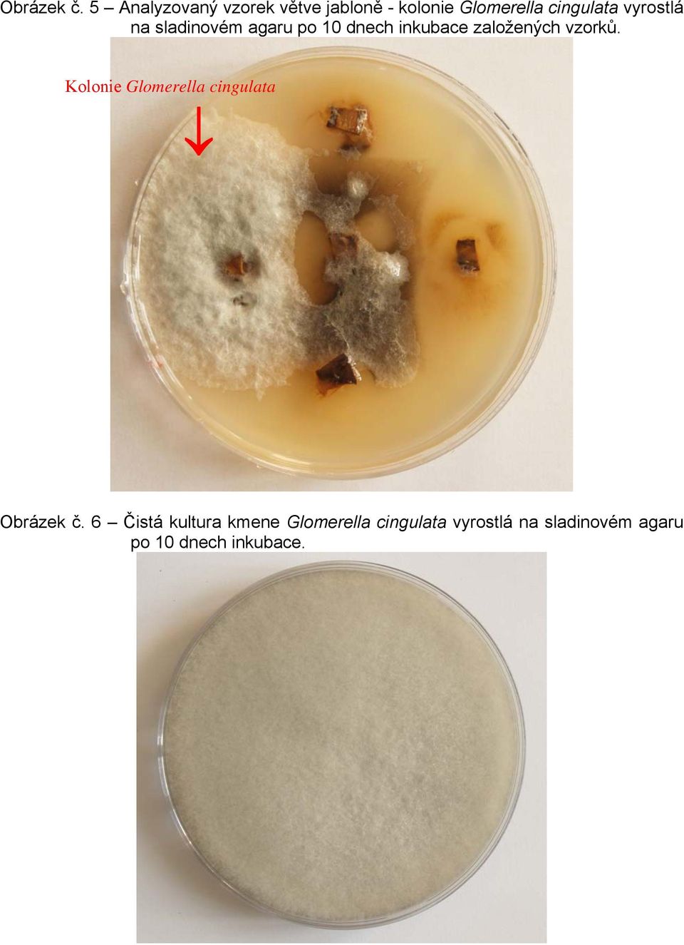 vyrostlá na sladinovém agaru po 10 dnech inkubace založených vzorků.