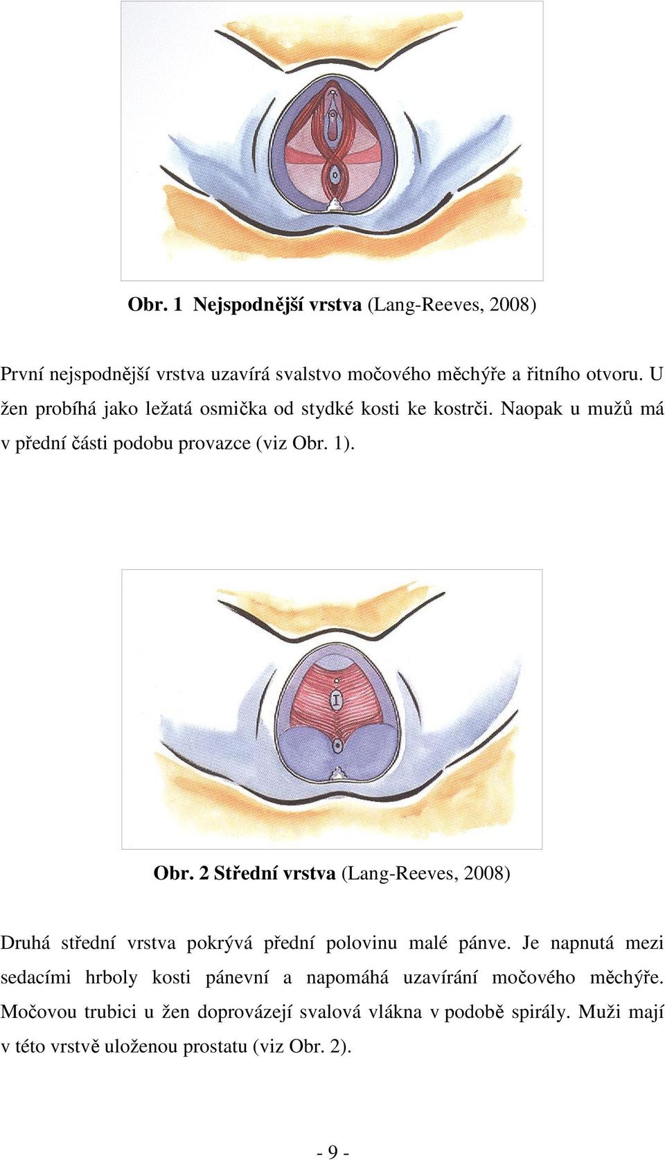 1). Obr. 2 Střední vrstva (Lang-Reeves, 2008) Druhá střední vrstva pokrývá přední polovinu malé pánve.