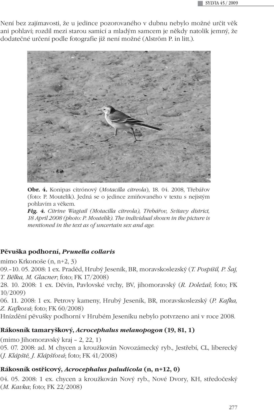 Jedná se o jedince zmiňovaného v textu s nejistým pohlavím a věkem. Fig. 4. Citrine Wagtail (Motacilla citreola), Třebářov, Svitavy district, 18 April 2008 (photo: P. Moutelík).