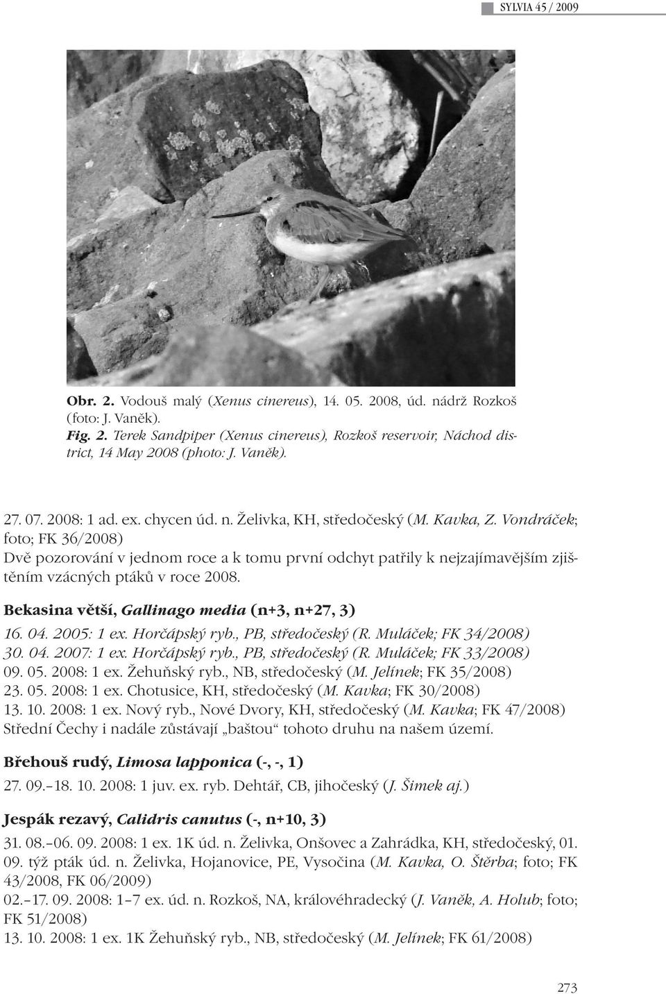 Vondráček; foto; FK 36/2008) Dvě pozorování v jednom roce a k tomu první odchyt patřily k nejzajímavějším zjištěním vzácných ptáků v roce 2008. Bekasina větší, Gallinago media (n+3, n+27, 3) 16. 04.