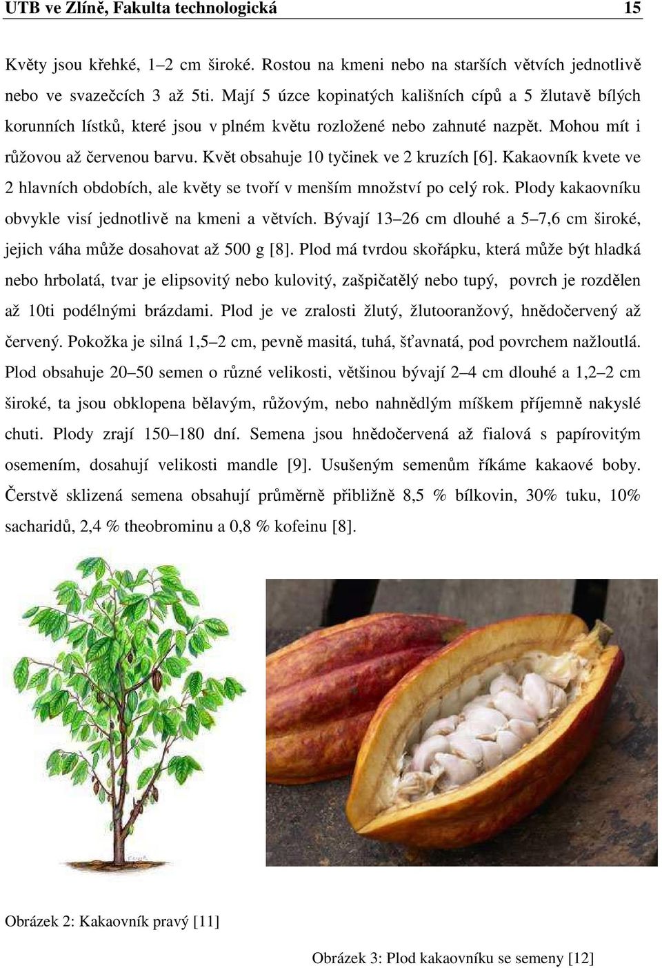 Květ obsahuje 10 tyčinek ve 2 kruzích [6]. Kakaovník kvete ve 2 hlavních obdobích, ale květy se tvoří v menším množství po celý rok. Plody kakaovníku obvykle visí jednotlivě na kmeni a větvích.