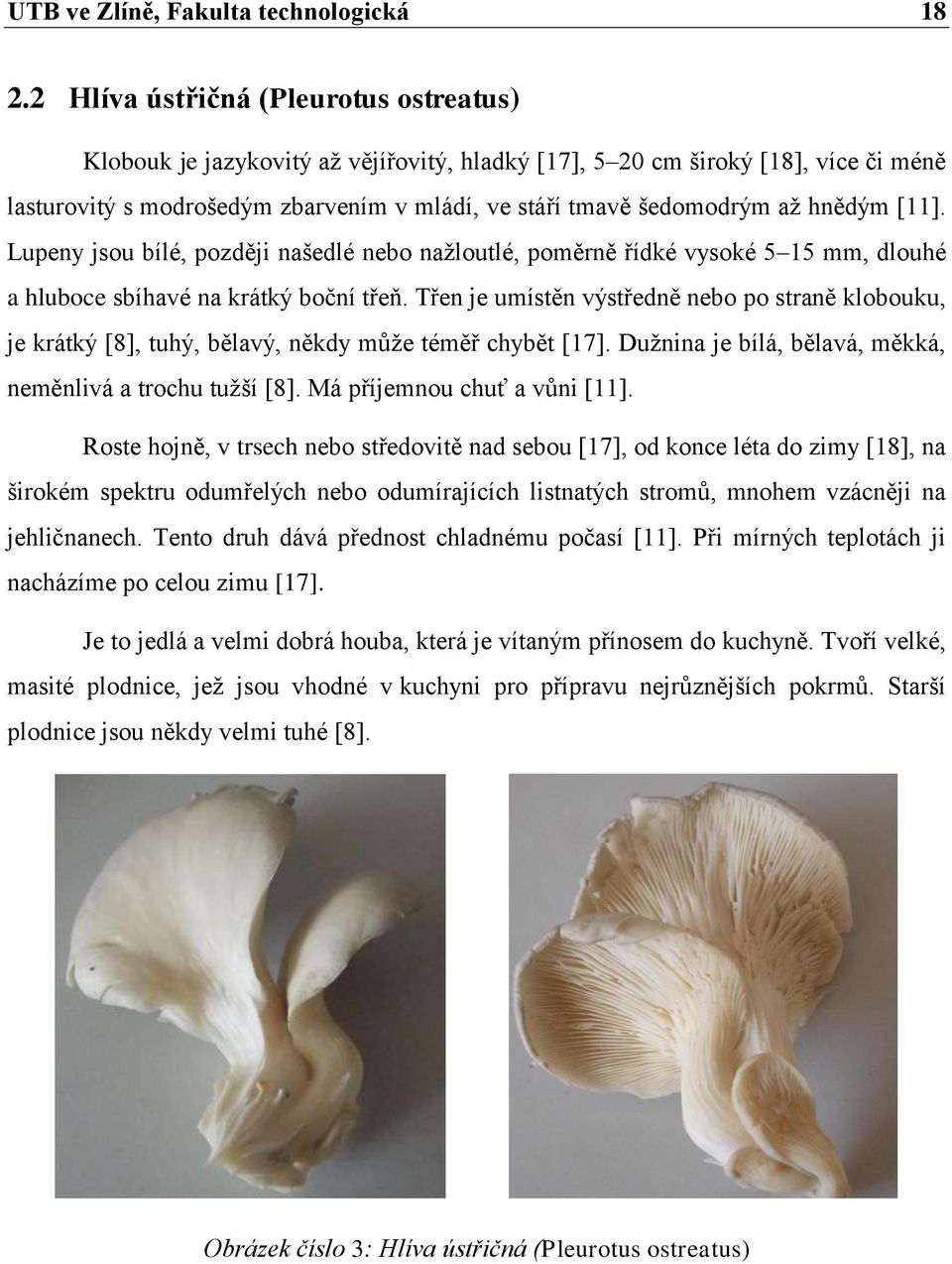 hnědým [11]. Lupeny jsou bílé, později našedlé nebo nažloutlé, poměrně řídké vysoké 5 15 mm, dlouhé a hluboce sbíhavé na krátký boční třeň.