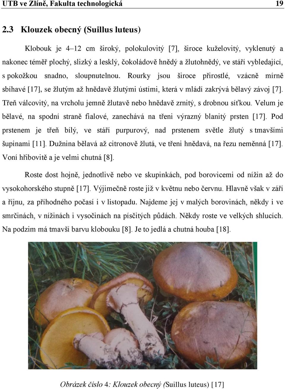 vybledající, s pokožkou snadno, sloupnutelnou. Rourky jsou široce přirostlé, vzácně mírně sbíhavé [17], se žlutým až hnědavě žlutými ústími, která v mládí zakrývá bělavý závoj [7].