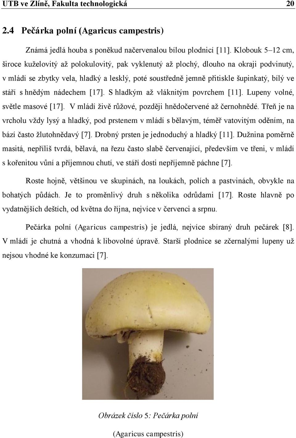 stáří s hnědým nádechem [17]. S hladkým až vláknitým povrchem [11]. Lupeny volné, světle masové [17]. V mládí živě růžové, později hnědočervené až černohnědé.