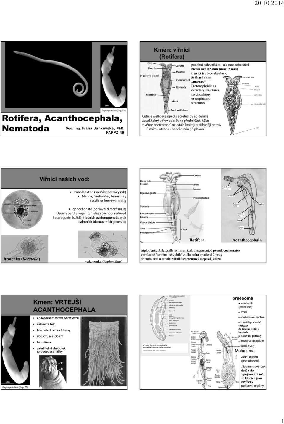 FAPPZ 49 Cuticle well developed, secreted by epidermis zatažitelný vířivý aparát na přední části těla: 2 věnce brv (corona) neustále kmitají a přihánějí potravu k ústnímu otvoru + hnací orgán při