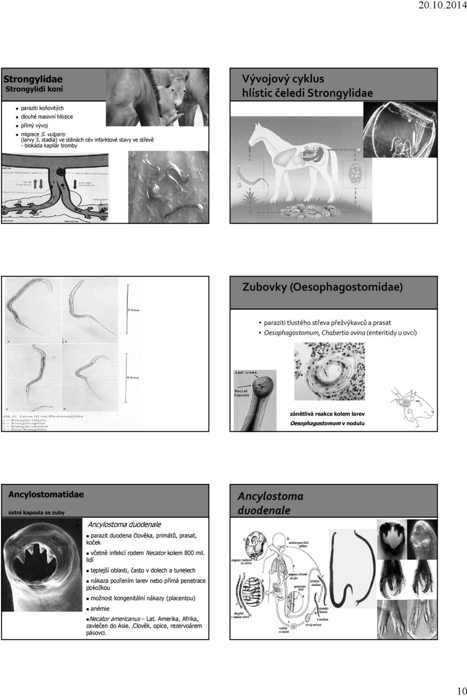 ovcí) zánětlivá reakce kolem larev Oesophagostomum v nodulu Ancylostoma duodenale parazit duodena člověka, primátů, prasat, koček včetně infekcí rodem Necator kolem 800