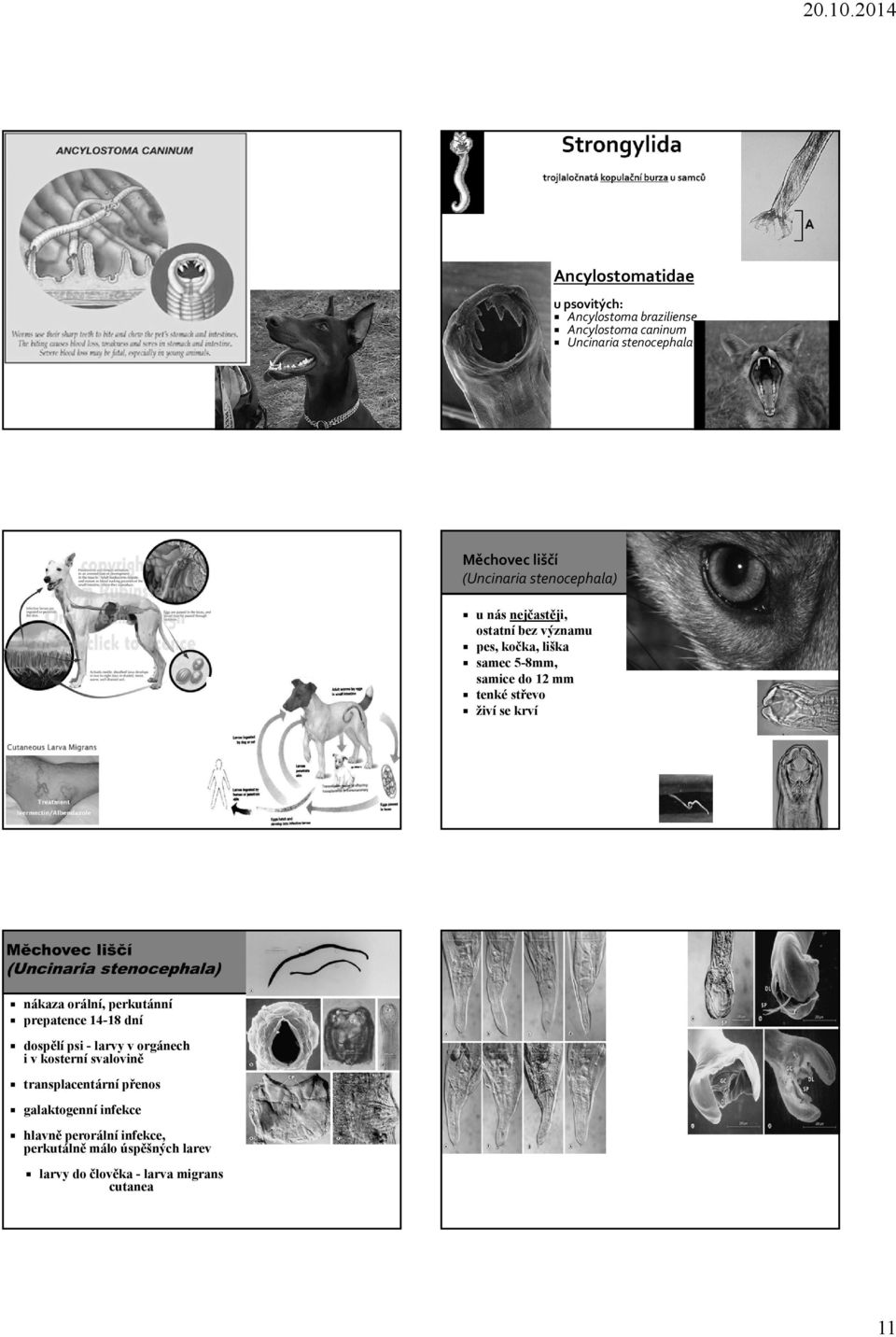 krví nákaza orální, perkutánní prepatence 14-18 dní dospělí psi - larvy v orgánech i v kosterní svalovině transplacentární